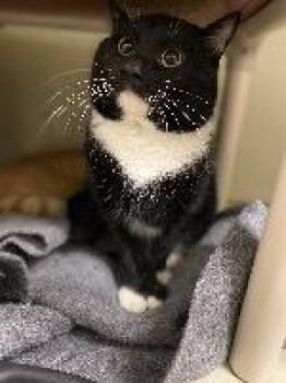 Turbo -  Domestic Short Hair Cat for Adoption in Marion, Ohio - Turbo | PetCurious
