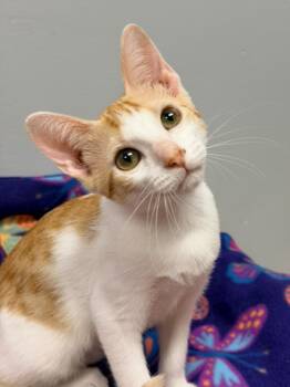 Pebbles -  American Shorthair Cat for Adoption in Quail Heights, Florida - Pebbles | PetCurious