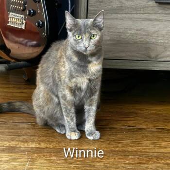 Winnie @Paws and Purrs -  Domestic Short Hair Cat for Adoption in Carmel, Indiana - Winnie @Paws And Purrs | PetCurious