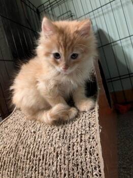 Rescue Domestic Medium Hair Cats for Adoption - Ahh Shucks | PetCurious