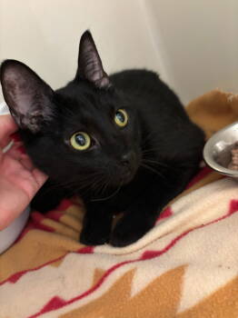 Rescue Domestic Short Hair Cats for Adoption in Hopewell, Virginia - Pluto | PetCurious