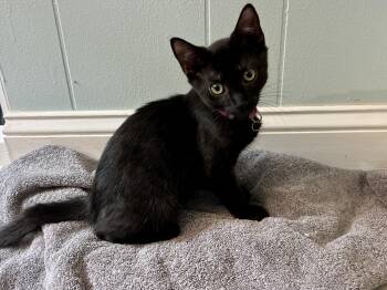 Bean -  Domestic Short Hair Cat for Adoption in Sunrise, Florida - Bean | PetCurious