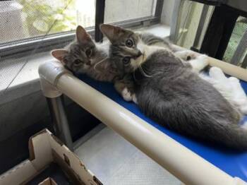 Ozzy - Available in Foster -  Domestic Short Hair Cat for Adoption in Morristown, New Jersey - Ozzy - Available In Foster | PetCurious