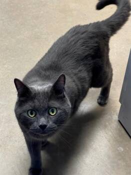 SMOKEY -  Chartreux Cat for Adoption in Minneapolis, Minnesota - SMOKEY | PetCurious