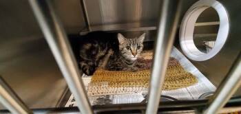 OPAL -  Domestic Short Hair Cat for Adoption in Aurora, Illinois - OPAL | PetCurious