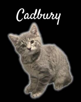 Cadbury -  Domestic Short Hair Cat for Adoption in Auburn, California - Cadbury | PetCurious