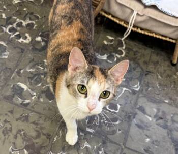 Charlotte -  Domestic Short Hair Cat for Adoption in Hamburg, New York - Charlotte | PetCurious