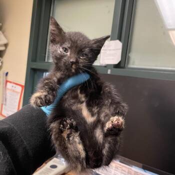 Sparky -  Domestic Short Hair Cat Available for Adoption in Pasadena, California - Sparky | PetCurious
