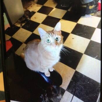 Milo -  Domestic Medium Hair Cat for Adoption in Bristol, Indiana - Milo | PetCurious