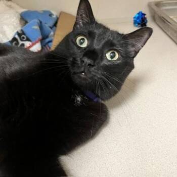 Odin -  Domestic Short Hair Cat for Adoption in East Brookfield, Massachusetts - Odin | PetCurious
