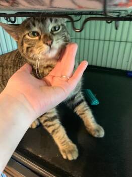 KitchenAid -  Domestic Short Hair Cat Available for Adoption in Douglasville, Georgia - KitchenAid | PetCurious