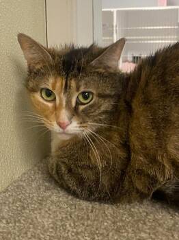 Domestic Short Hair Cats Available for Adoption in Sandusky, Ohio - LORELAI | PetCurious