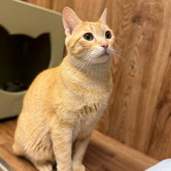 Lafayette -  Domestic Short Hair Cat for Adoption in Evanston, Illinois - Lafayette | PetCurious