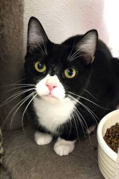 Rescue Domestic Short Hair Cats for Adoption in Warwick, New York - Jovian | PetCurious