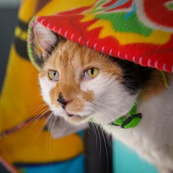 Domestic Short Hair Cats Available for Adoption in Lakewood, Colorado - Frankie | PetCurious