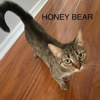 Honey Bear -  Tabby Cat for Adoption in Wyandotte, Michigan - Honey Bear | PetCurious