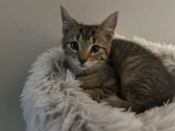 Tito -  Domestic Short Hair Cat for Adoption in Arthur, Ontario - Tito | PetCurious