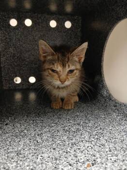 Tallulah -  Domestic Short Hair Cat for Adoption in Greenfield, Indiana - Tallulah | PetCurious