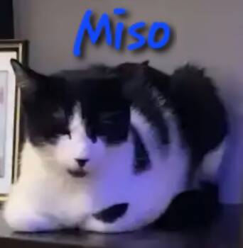 Rescue Domestic Short Hair Cats for Adoption in Willcox, Arizona - Miso | PetCurious