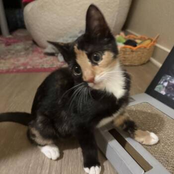 Mimieux -  Domestic Short Hair Cat for Adoption in Tallahassee, Florida - Mimieux | PetCurious