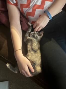 Rescue Dilute Tortoiseshell Cats for Adoption in Wyandotte, Michigan - Zelda | PetCurious