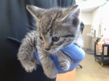 A918985 -  Domestic Short Hair Cat for Adoption in Sacramento, California - A918985 | PetCurious