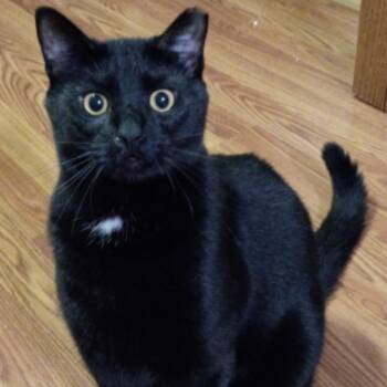 Rescue American Shorthair Cats for Adoption in Union City, New Jersey - Rita | PetCurious