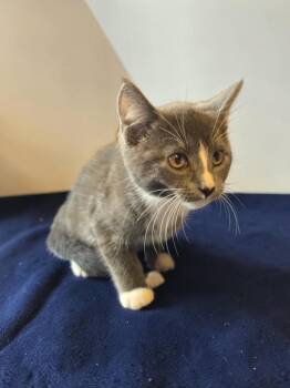 Tommy -  Domestic Short Hair Cat for Adoption in Barron, Wisconsin - Tommy | PetCurious