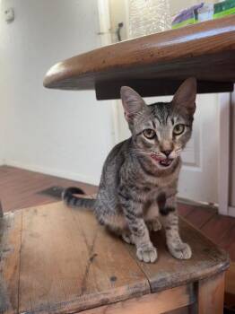 Penny -  Tabby Cat for Adoption in San Antonio, Texas - Penny | PetCurious