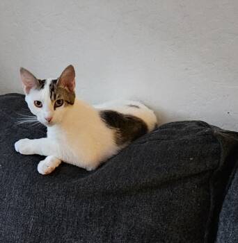 Rescue Domestic Short Hair Cats for Adoption in Scottsdale, Arizona - Tom Collins | PetCurious