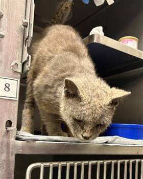 Rescue Domestic Short Hair Cats for Adoption in Baytown, Texas - SMOKEY | PetCurious