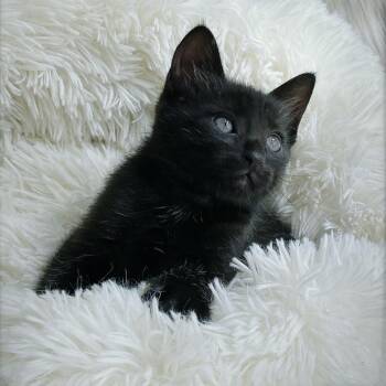 Sailor -  Domestic Short Hair Cat for Adoption in Huntsville, Alabama - Sailor | PetCurious