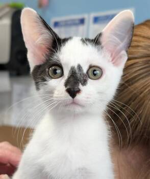 PABLO -  Domestic Short Hair Cat for Adoption in Canfield, Ohio - PABLO | PetCurious