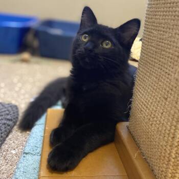 Imani -  Domestic Medium Hair Cat for Adoption in Sonoma, California - Imani | PetCurious