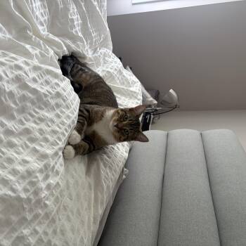 Anise -  Domestic Short Hair Cat for Adoption in Calgary, Alberta - Anise | PetCurious