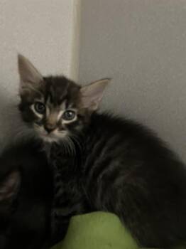 RUDY -  Domestic Medium Hair Cat for Adoption in Long Beach, California - RUDY | PetCurious