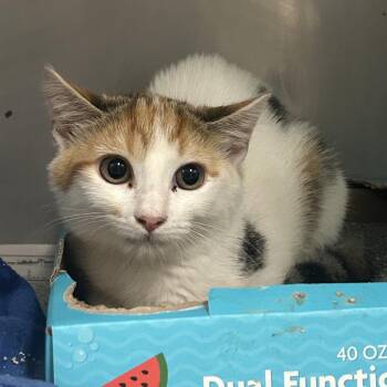 Snowball -  Domestic Medium Hair Cat for Adoption in Charleston, West Virginia - Snowball | PetCurious