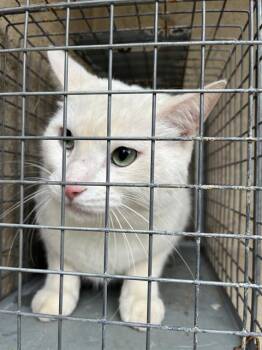 Domestic Short Hair Cats Available for Adoption in Oklahoma City, Oklahoma - A473234 | PetCurious