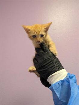61724713 -  Domestic Medium Hair Cat for Adoption in El Paso, Texas - 61724713 | PetCurious