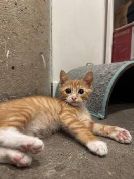 Gol -  Tabby and Domestic Short Hair Cat for Adoption in Dallas, Texas - Gol | PetCurious
