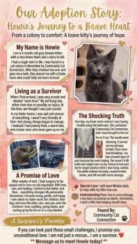 Howey -  Domestic Short Hair Cat Available for Adoption in Webster, Massachusetts - Howey | PetCurious