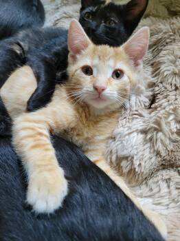Kotaku -  Domestic Short Hair Cat for Adoption in Walled Lake, Michigan - Kotaku | PetCurious