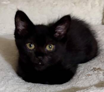 Lorna Doone (In Foster Home) -  Domestic Short Hair Cat for Adoption in Orland Hills, Illinois - Lorna Doone (In Foster Home) | PetCurious