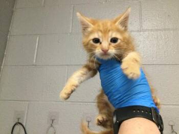 Domestic Short Hair Cats Available for Adoption in Thousand Palms, California - A1917861 | PetCurious