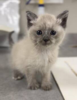 RachelOKitten1 -  Domestic Medium Hair Cat for Adoption in Bemidji, Minnesota - RachelOKitten1 | PetCurious