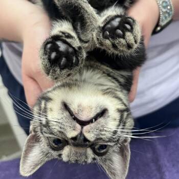 Domestic Short Hair Cats Available for Adoption in Gloucester, Virginia - Rye | PetCurious