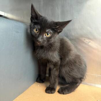 Antarctic -  Domestic Short Hair Cat for Adoption in Chicago, Illinois - Antarctic | PetCurious