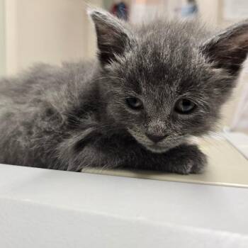 Pop_Max -  Domestic Short Hair Cat for Adoption in Waldorf, Maryland - Pop_Max | PetCurious
