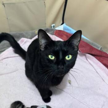 Sweet Gemma -  Domestic Short Hair Cat for Adoption - Sweet Gemma | PetCurious