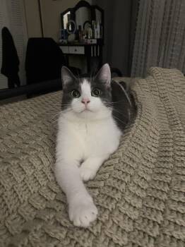 Odette -  Domestic Short Hair Cat Available for Adoption in New Milford, Connecticut - Odette | PetCurious